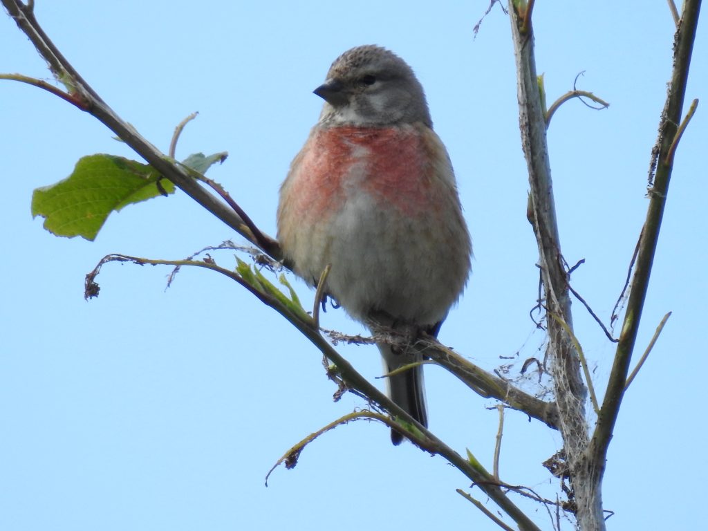 De Kneu | Foto: Stichting Natuurbeheer Waalbos